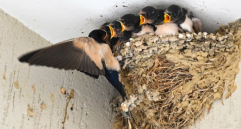 Çfarë do të thotë nëse një zog hyn në shtëpinë tuaj ose godet një dritare: Jo të gjithëve do t’ju pëlqejë përgjigjja