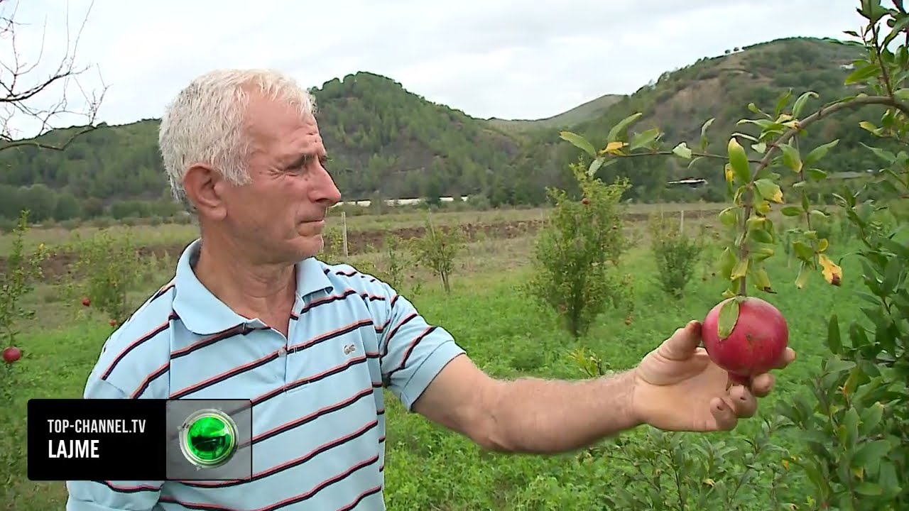 Jo vec viça me dy kokë/ Cudia e MADHE, fermeri nga Elbasan mbolli 480 rrënjë shegë, vë duart në kokë kur shef çfarë i mbin (video)