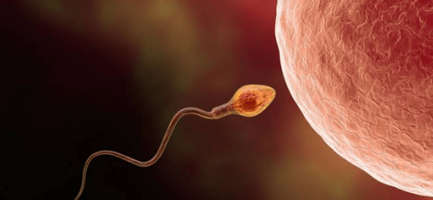 LAJM JETESOR! Kur është koha më pjellore tek meshkujt për të pasur fëmijë te shëndetshëm