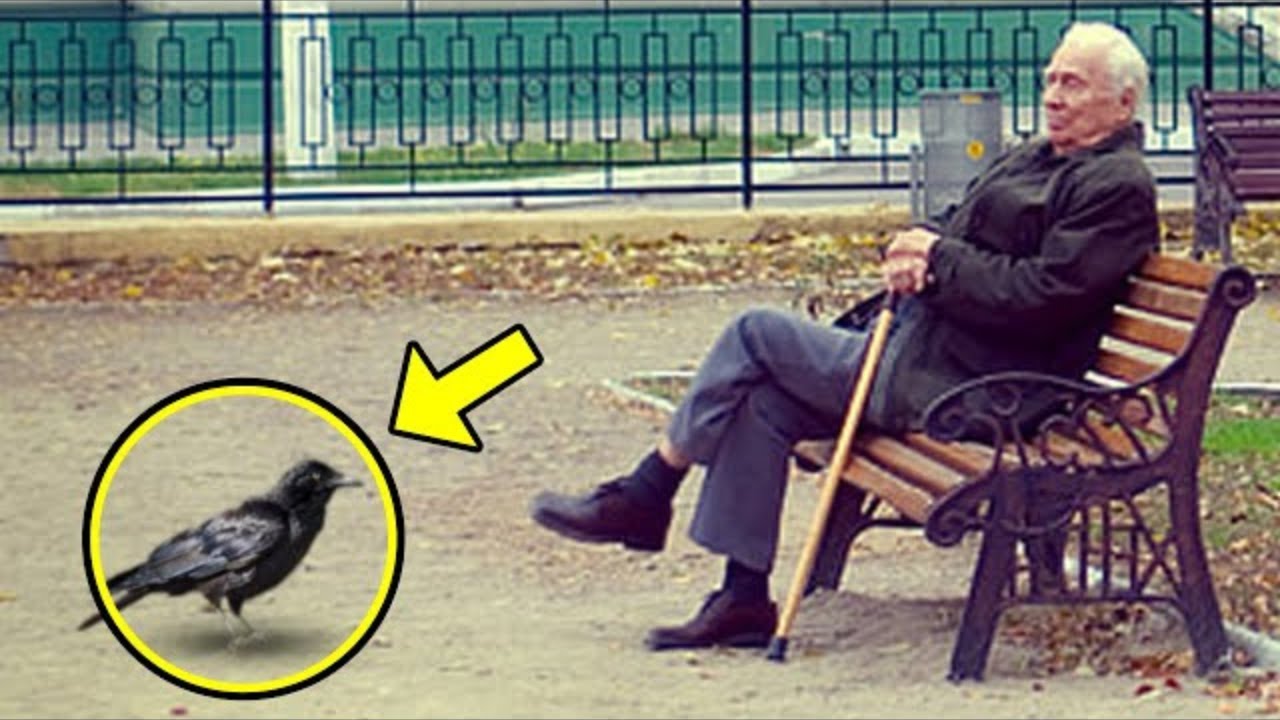 Plaku ushqeu sorrën për muaj të tërë. Një ditë, ajo i solli një dhuratë që përloti plakun!