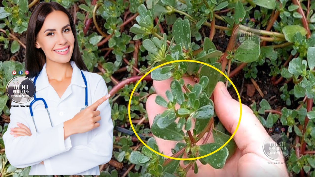 Deri më sot e kemi përdorur vetëm për sallatë, por Burdullaku trajton këto 3 probleme