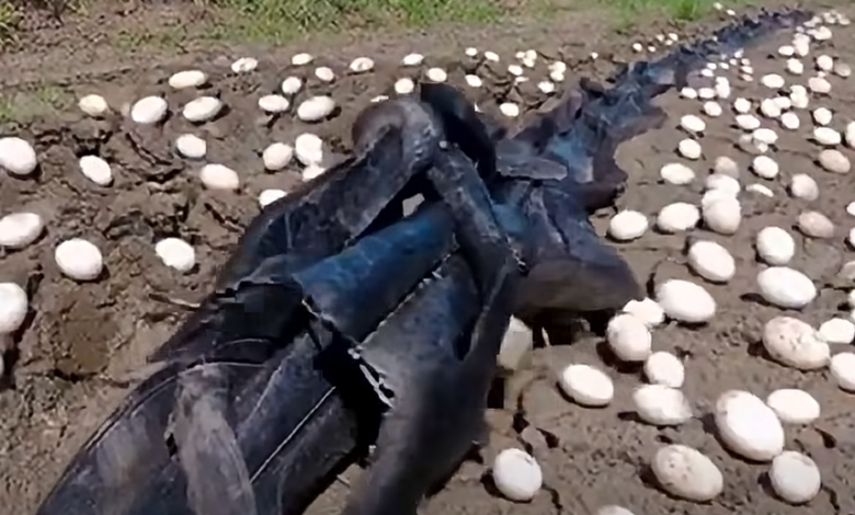 Farmer Discovers Unidentified Extraterrestrial Eggs in His Cornfield—What Hatched Will Leave You Completely Speechless!