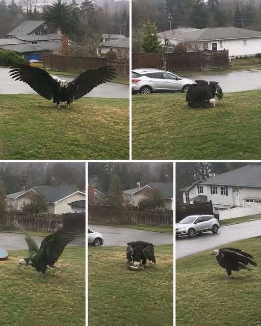 Giant Eagle captured in Bro!