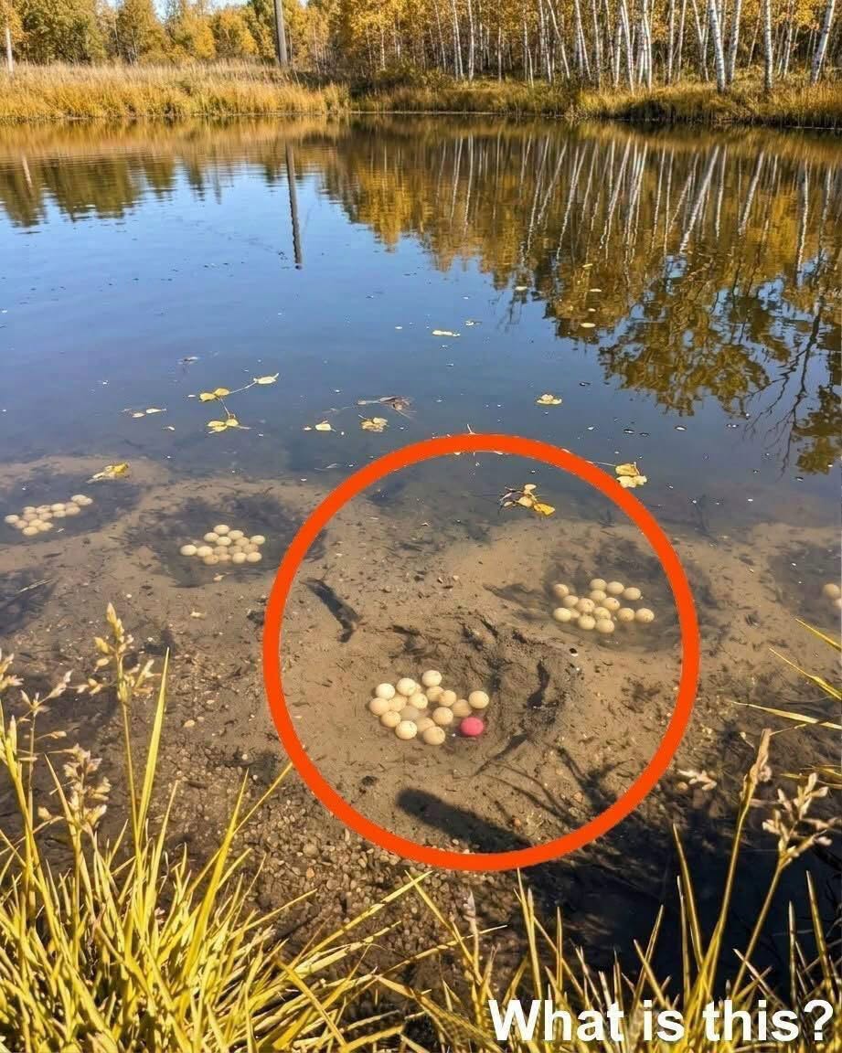 The Terrifying Discovery in the Lake: My Search for the Truth Behind the Eerie Underwater Orbs