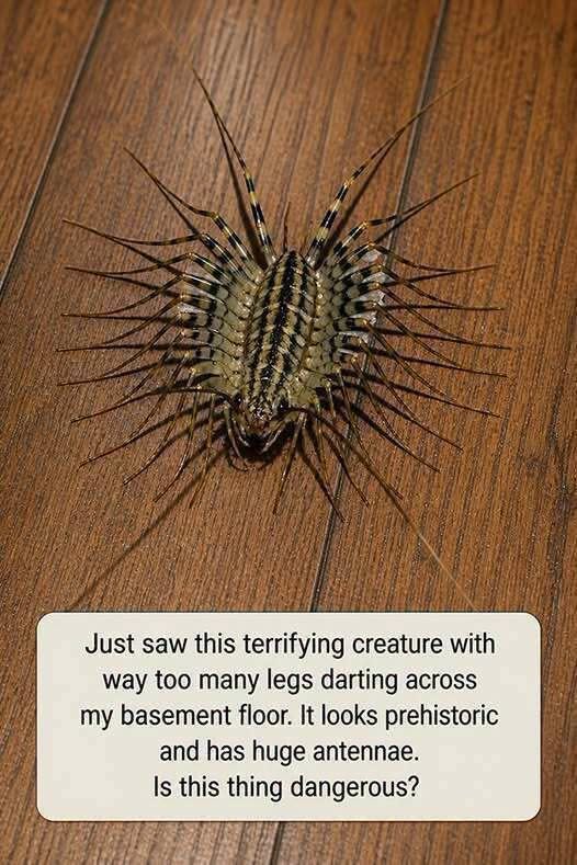 The Creepy Basement Creature You Saw Might Actually Be Helping Your Home