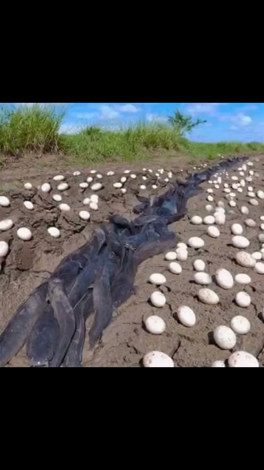 Farmer Discovers Unidentified Extraterrestrial Eggs in His Cornfield—What Hatched Will Leave You Completely Speechless!
