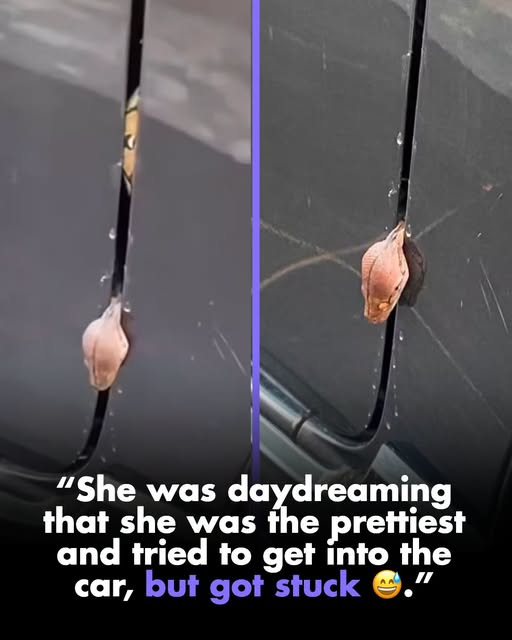 “She was daydreaming that she was the prettiest and tried to get into the car, but got stuck 😅.”