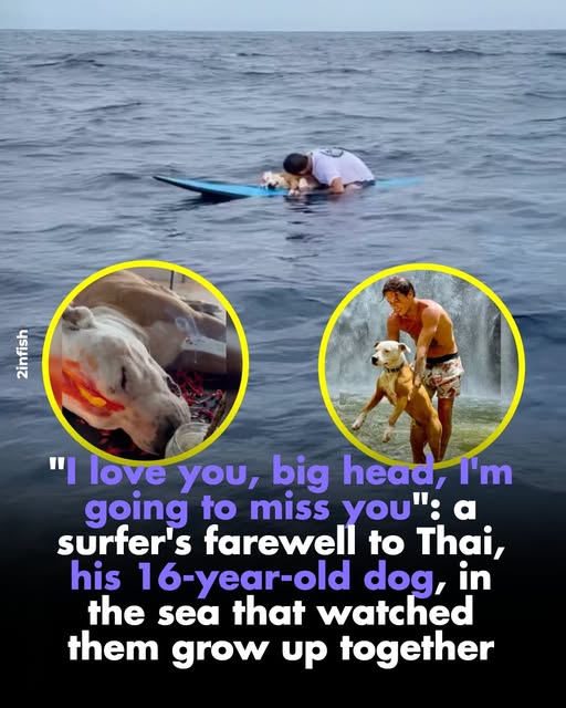 “I love you, big head, I’m going to miss you”: a surfer’s farewell to Thai, his 16-year-old dog, in the sea that watched them grow up together