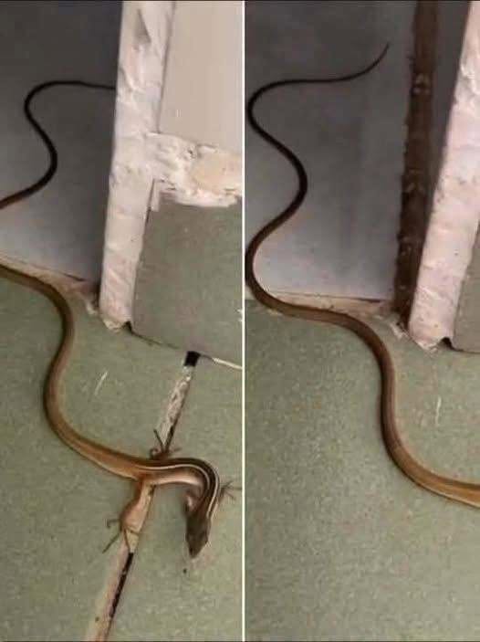 What to Do If You Find a Snake in Your Home