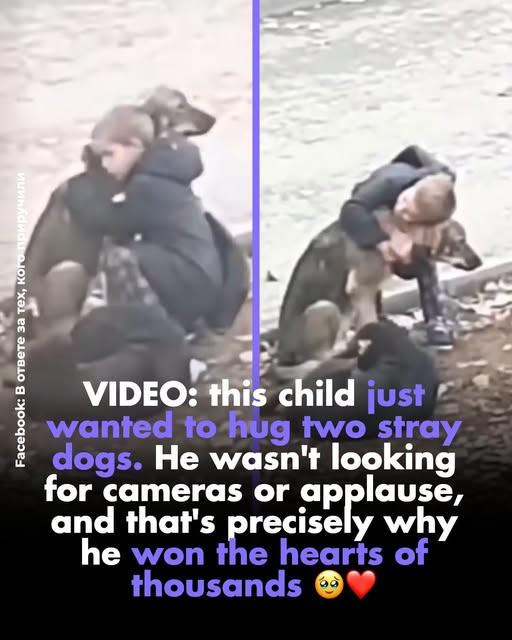 VIDEO: this boy just wanted to hug two stray dogs. He wasn’t looking for cameras or applause, and that’s precisely why he won the hearts of thousands 🥹❤️