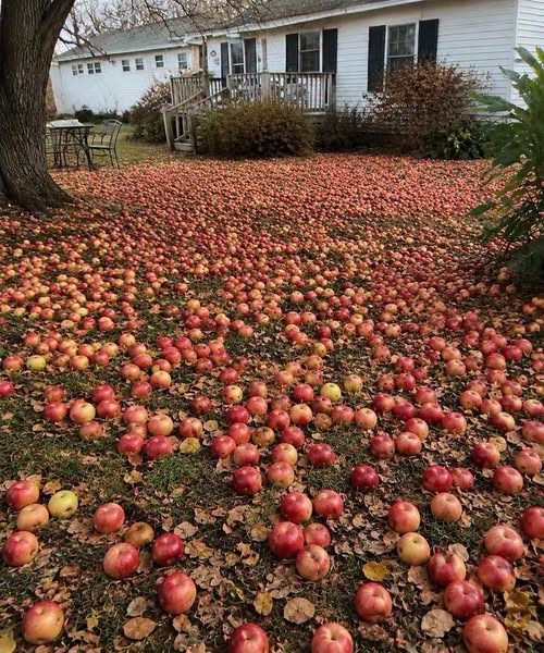 My Neighbor Wanted Me to Remove My Apple Tree — Then Something Unexpected Happened in My Yard