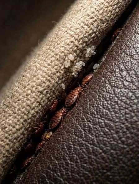 I Discovered This Hidden in a Crack in My Sofa… Please Don’t Tell Me These Are Bed Bugs