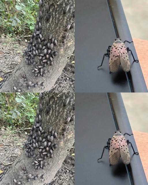 The Flashy Red Invader Destroying Your Backyard Why You Must Declare War on This Pest Today
