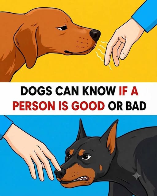 Can Dogs Really Sense a “Good” or “Bad” Person?