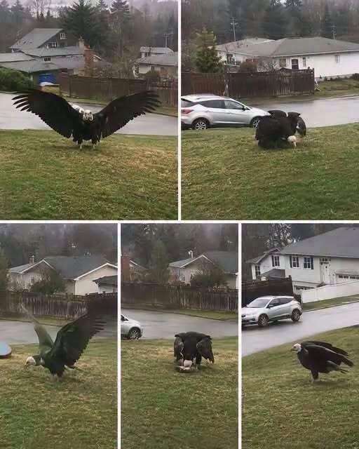 Giant Eagle Captured in Broad Daylight
