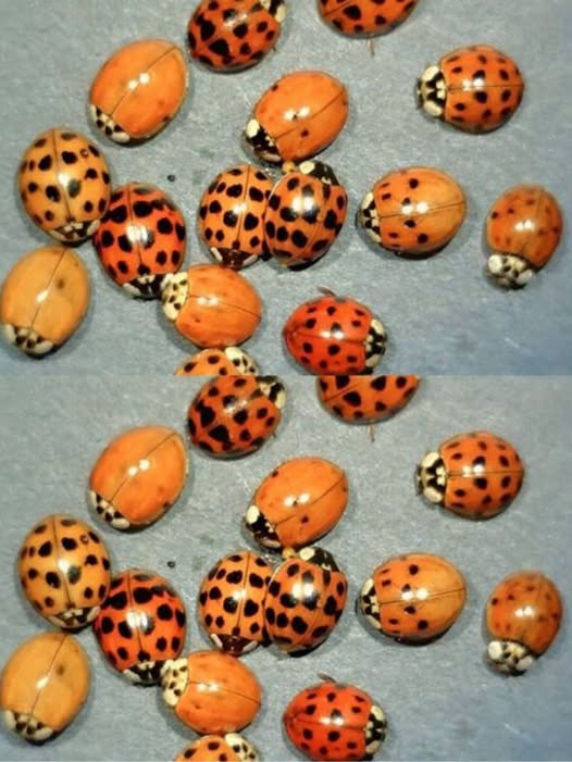 What It Means If You See a Yellow Ladybug Luck Science and Symbolism Explained