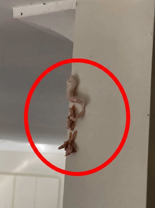 Crunchy Pink Surprise on Wall Whats Really Going on Inside Your Home