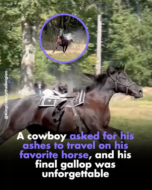 A cowboy asked for his ashes to ride on his favorite horse, and her final gallop moved millions