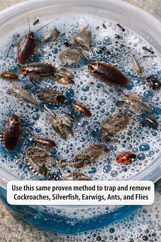 Leave this 1 mixture on your windowsill and get rid of stink bugs, ladybugs, and window pests