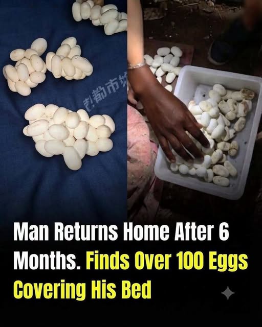 He Returned Home After 6 Months to Find 100+ Eggs on His Bed — But Discovering What Laid Them Was the Real Shock