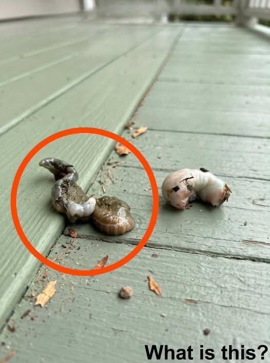 What I Found on My Balcony Froze Me in Terror—Until I Learned What It Really Was