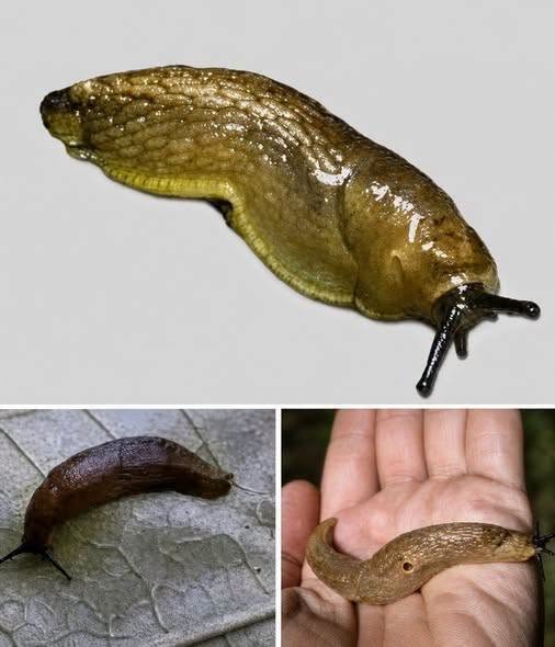 Why Do Slugs Enter Your Home?