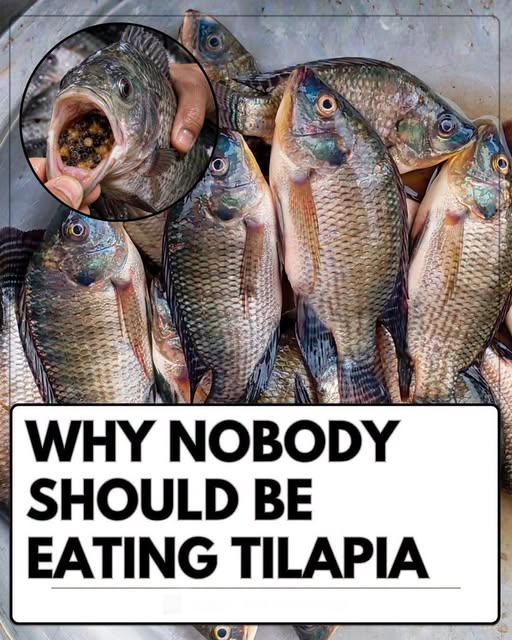 Why Nobody Should Be Eating Tilapia