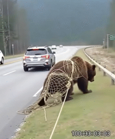 The Day a Bear Said Thank You